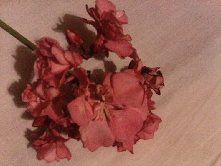 12928390_10207747383221647_2798744309019230785_n